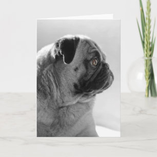 Pug in Profile Card