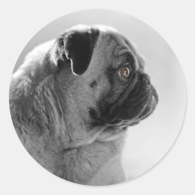 Pug in Profile Classic Round Sticker (Front)