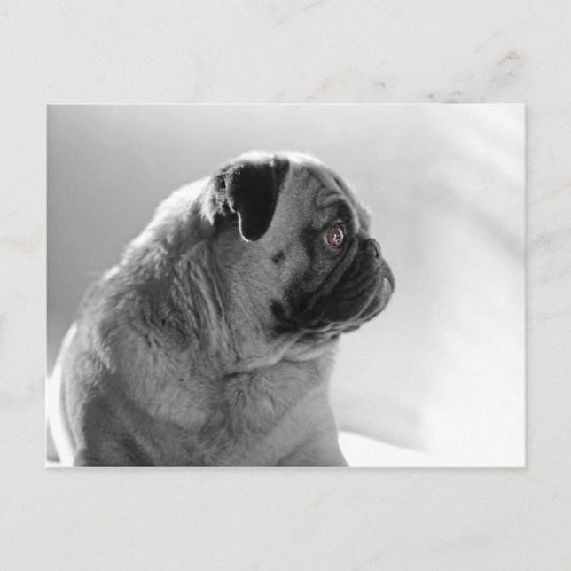 Pug in Profile Postcard (Front)