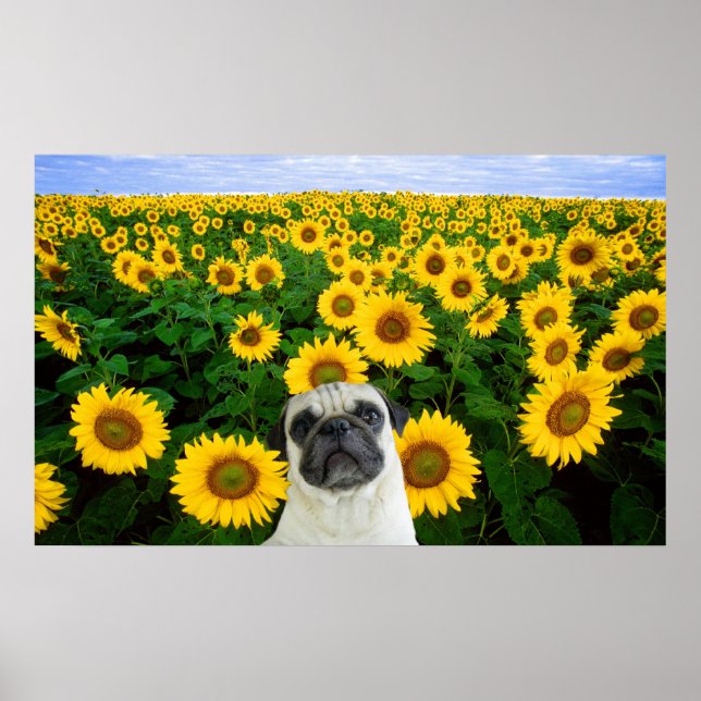 Pug in Sunflowers poster (Front)