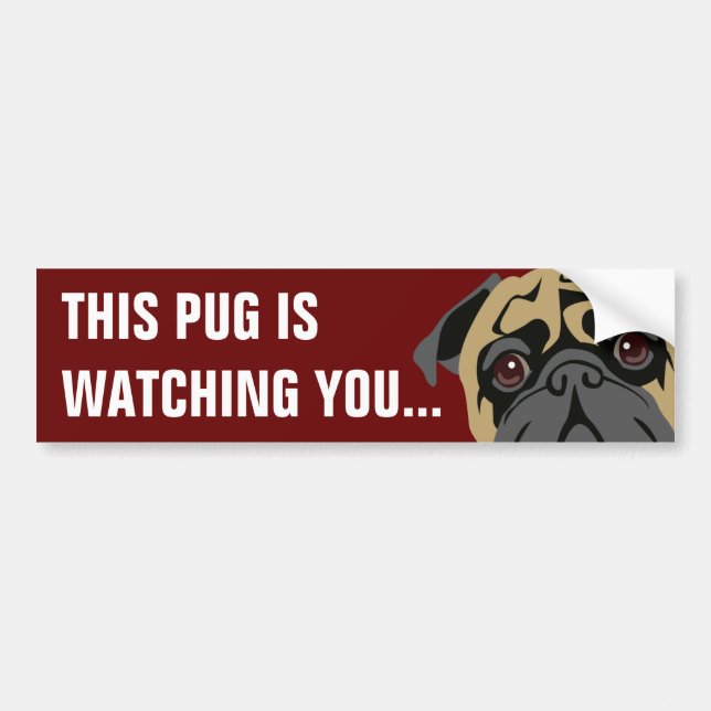 Pug Is Watching Bumper Sticker (Front)