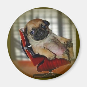 Pug it! magnet