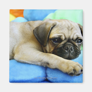 Pug laying on pillows magnet