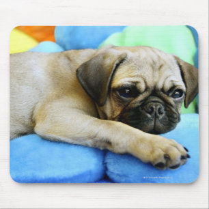 Pug laying on pillows mouse pad