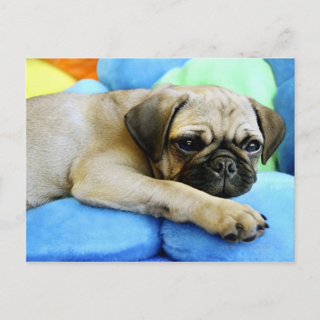 Pug laying on pillows postcard (Front)