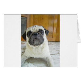 pug laying.png