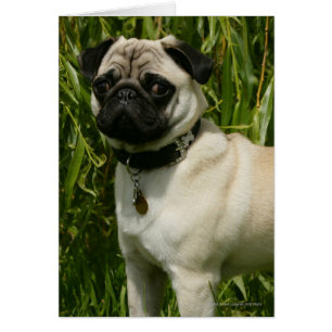 Pug Lookign at Camera