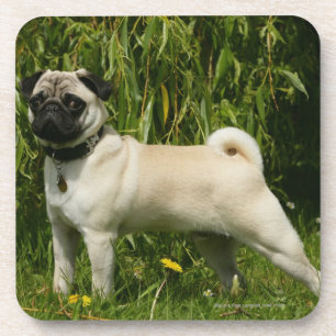 Pug Lookign at Camera Coaster