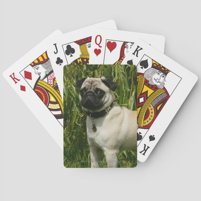 Pug Lookign at Camera Playing Cards (Back)