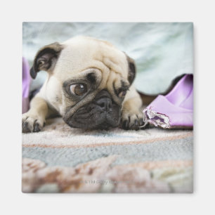 Pug looking innocent after chewing the toe off magnet