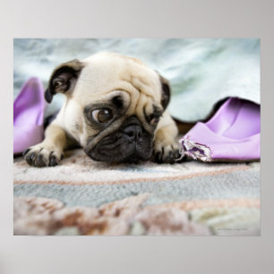 Pug looking innocent poster