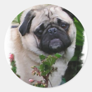 Pug Lovers Gifts Classic Round Sticker