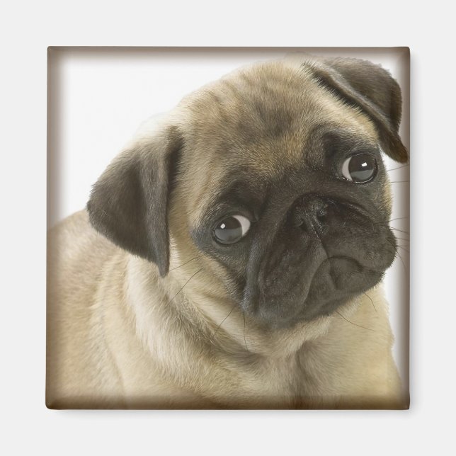 Pug Magnet (Front)