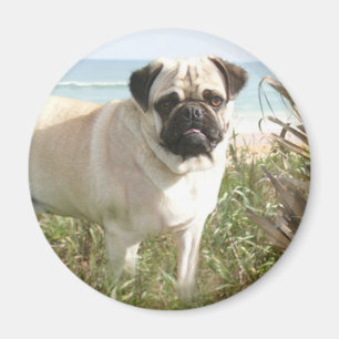 Pug Magnet Beachgrass