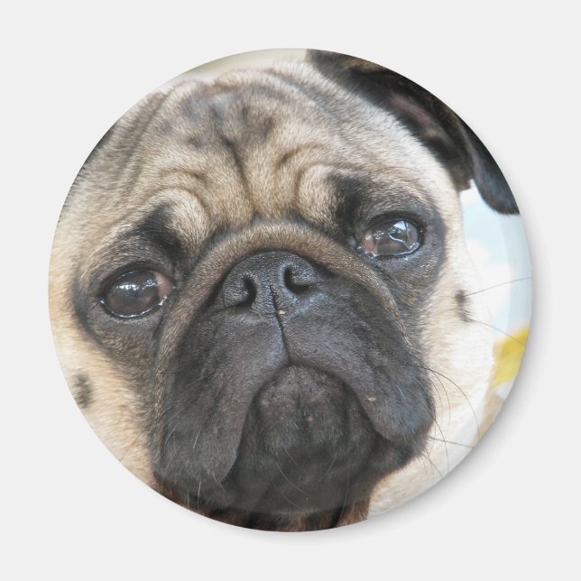 Pug Me Magnet (Front)