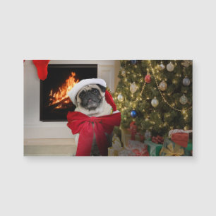 Pug Misha Waiting on Christmas Morning