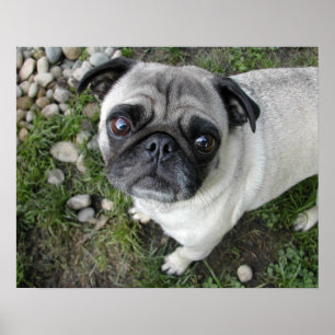 Pug n Pebbles Print