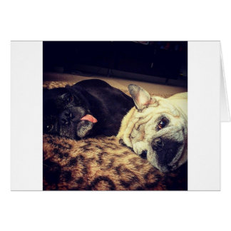 Pug Nap