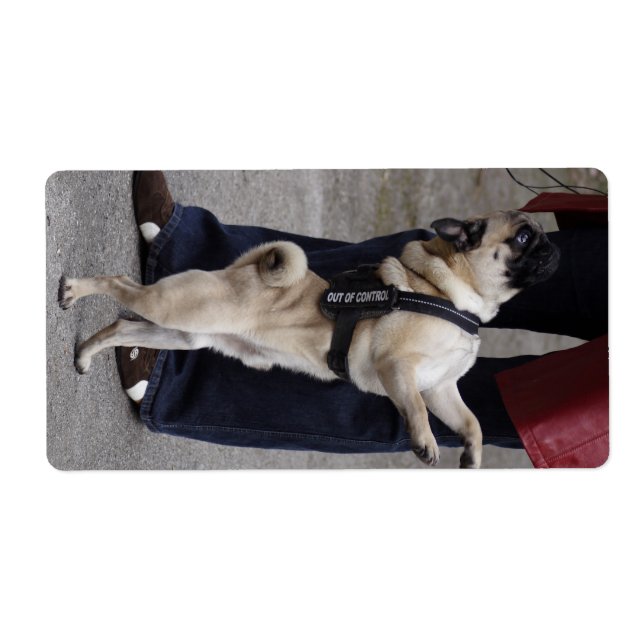 Pug Out Of Control (Front)