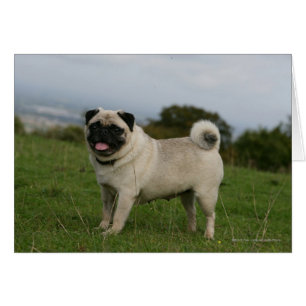 Pug Panting