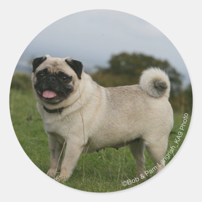 Pug Panting Classic Round Sticker (Front)
