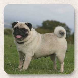 Pug Panting Coaster