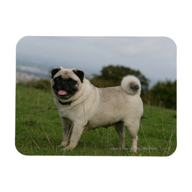 Pug Panting Magnet (Horizontal)