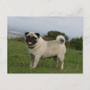 Pug Panting Postcard