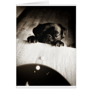 pug peeking in bw