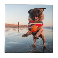 Pug Playing Ball on Beach