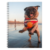 Pug Playing Ball on Beach