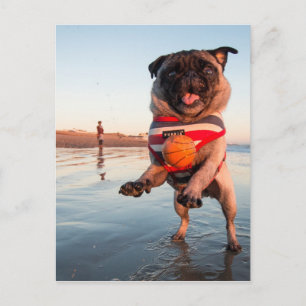 Pug Playing Ball on Beach Postcard