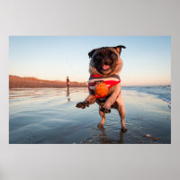 Pug Playing Ball on Beach