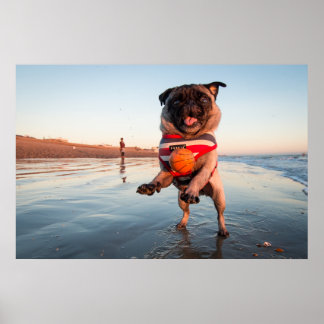 Pug Playing Ball on Beach Poster