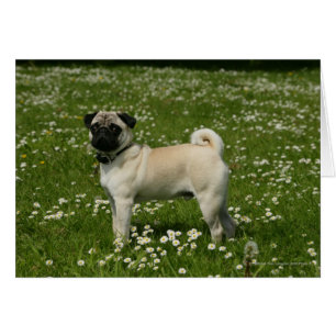 Pug Playing in Flowers