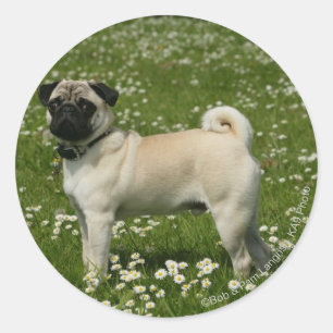 Pug Playing in Flowers Classic Round Sticker