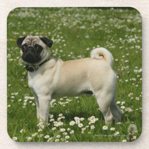 Pug Playing in Flowers Coaster