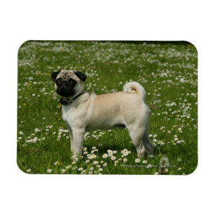 Pug Playing in Flowers Magnet