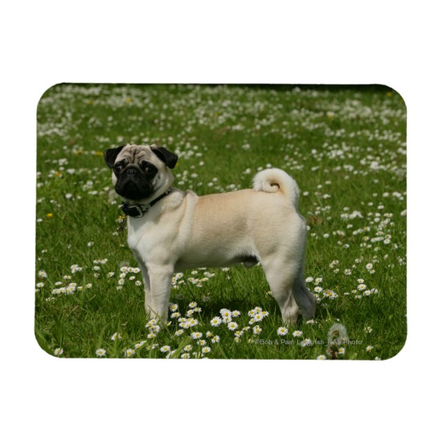 Pug Playing in Flowers Magnet (Horizontal)