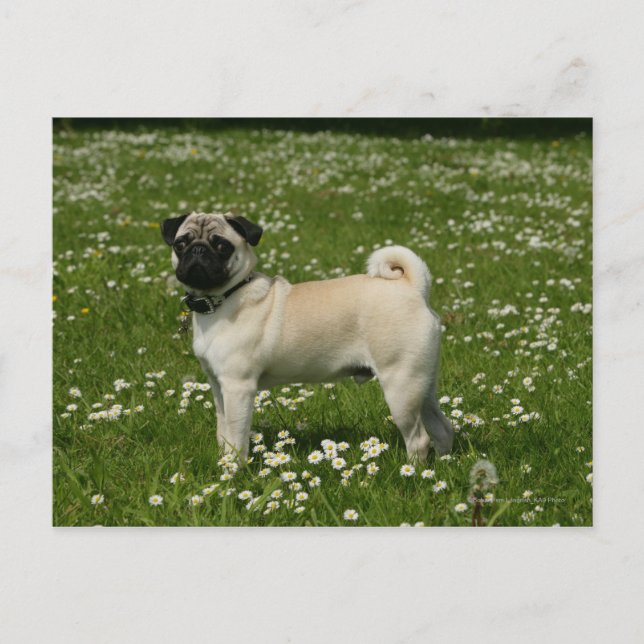 Pug Playing in Flowers Postcard (Front)