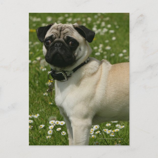 Pug Playing in Flowers Postcard (Front)