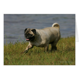 Pug Playing Near Water