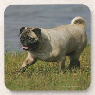 Pug Playing Near Water Coaster