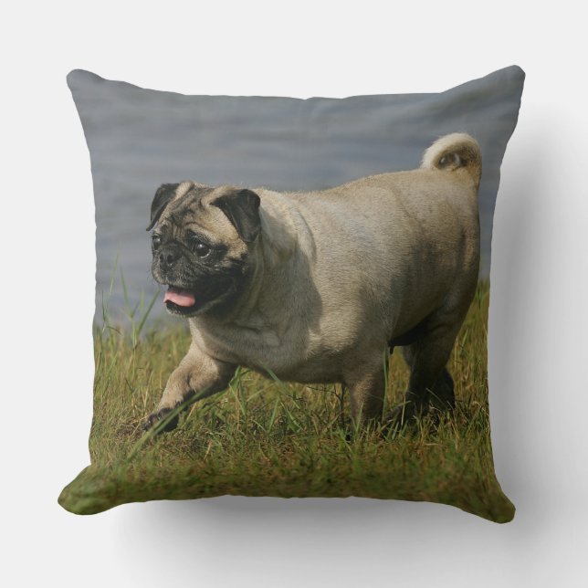 Pug Playing Near Water Cushion (Front)