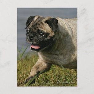 Pug Playing Near Water Postcard