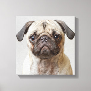 Pug Portrait Canvas Print