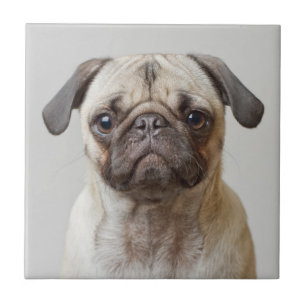 Pug Portrait Ceramic Tile