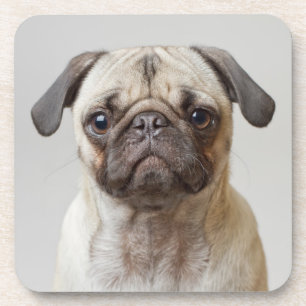 Pug Portrait Coaster