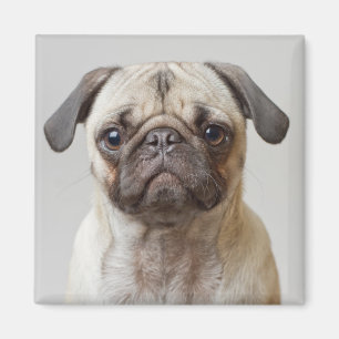 Pug Portrait Magnet