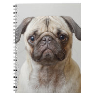 Pug Portrait